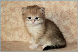 Female Siberian Kitten from Deedlebug Siberians